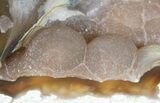 Agatized Fossil Coral (Botryoidal Chalcedony) - Florida #56086-2